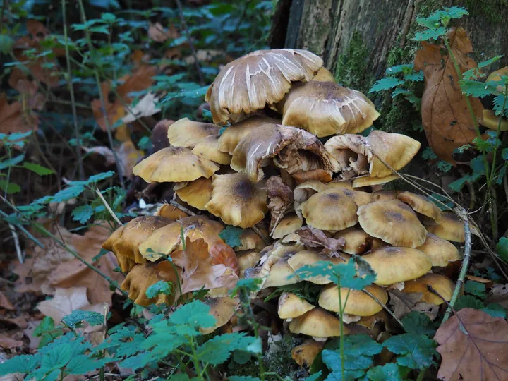 Vagevuurbos en Lippensgoed-Bulskampveld (België)